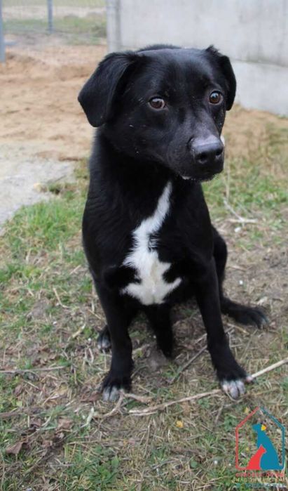 Piesek Foks szuka domu