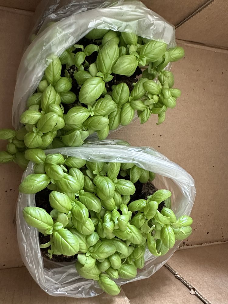 Planta aromatica manjericao
