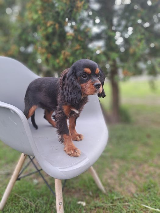 Cavalier King Charles Spaniel PIESEK