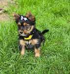 Sunia  Yorkshire terrier York szczeniaczek wyprawka