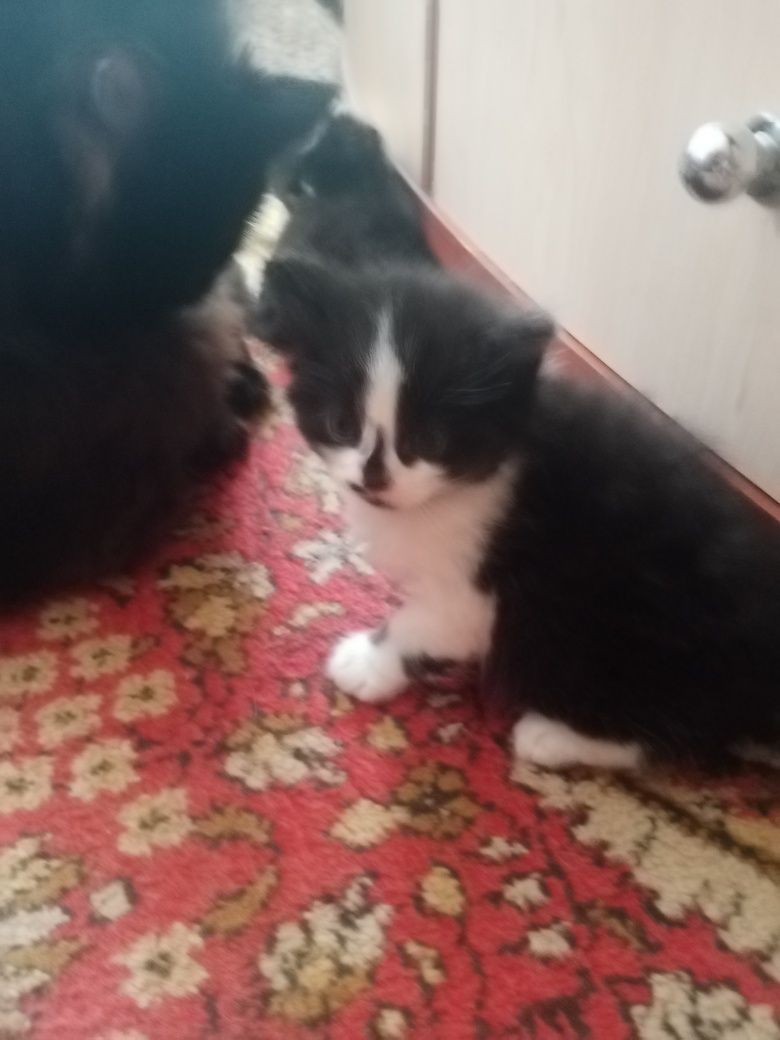 Котята отдам в очень добрый дом