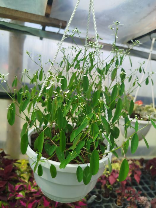 Еуфорбія медові квіти