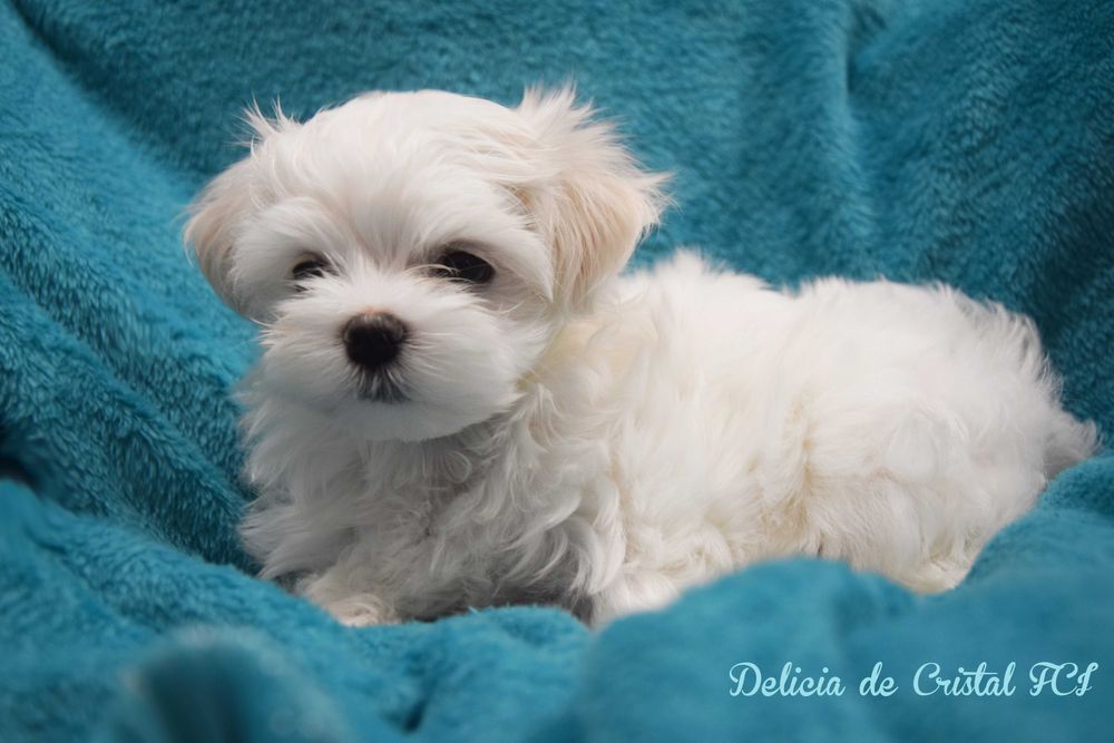 Maltańczyk szczeniaczek ZKWP