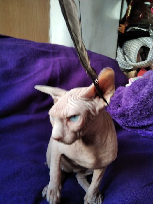 Канадский сфинкс