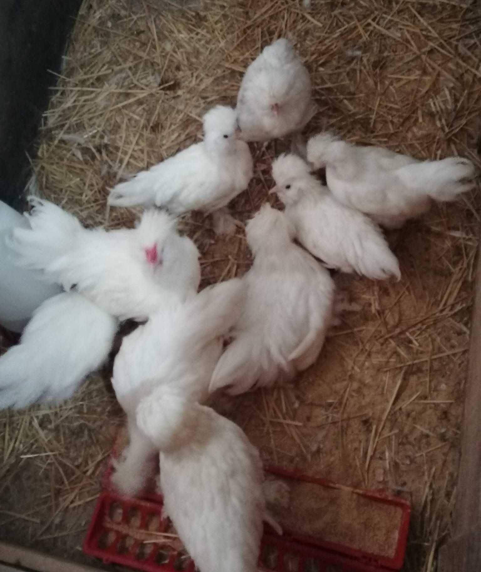 Vendo pintos de diferentes idades