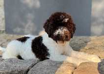 Lagotto Romagnolo biało brązowy piesek już do odbioru