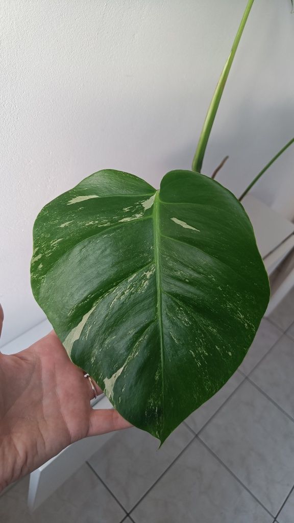 Monstera Veriegata