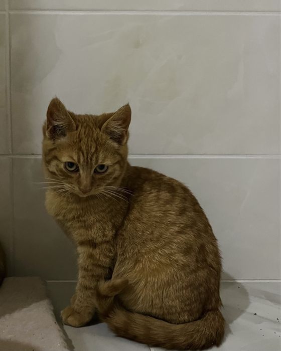 Кошення руде, 2-3 місяці