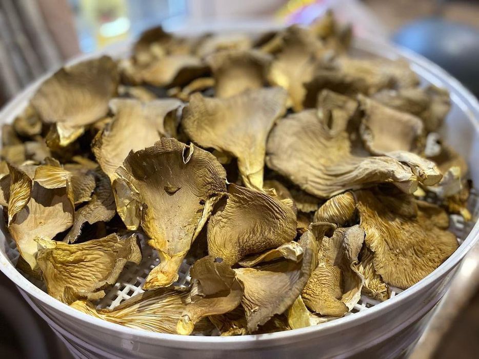 Сушенные гливы (вешенки)