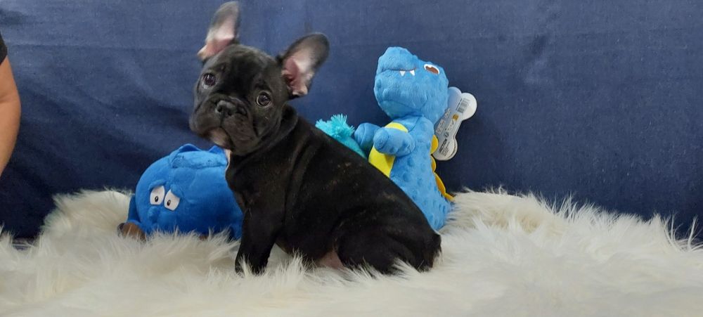 Bulldog francês menino