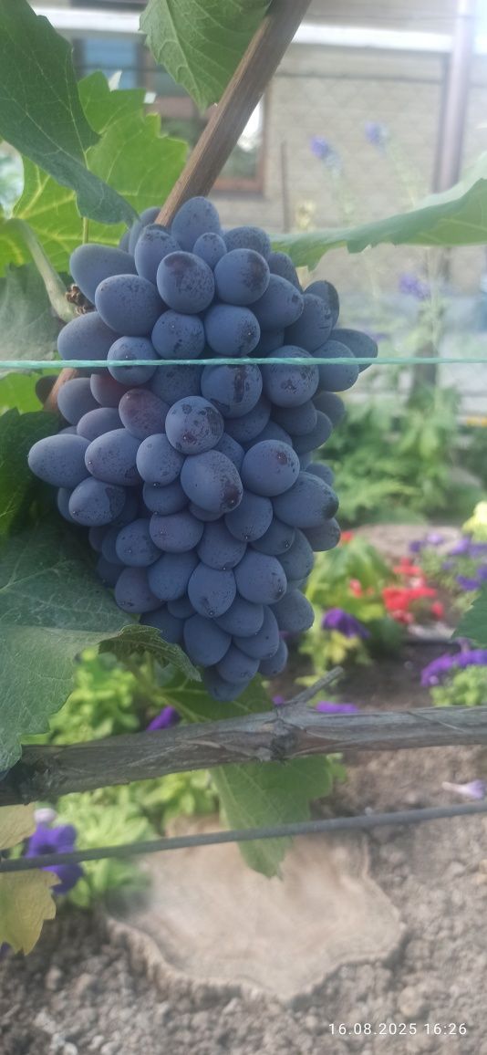 Продам домашній виноград