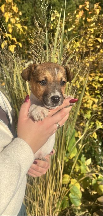 Piesek Jack Russell Terrier z Rodowodem