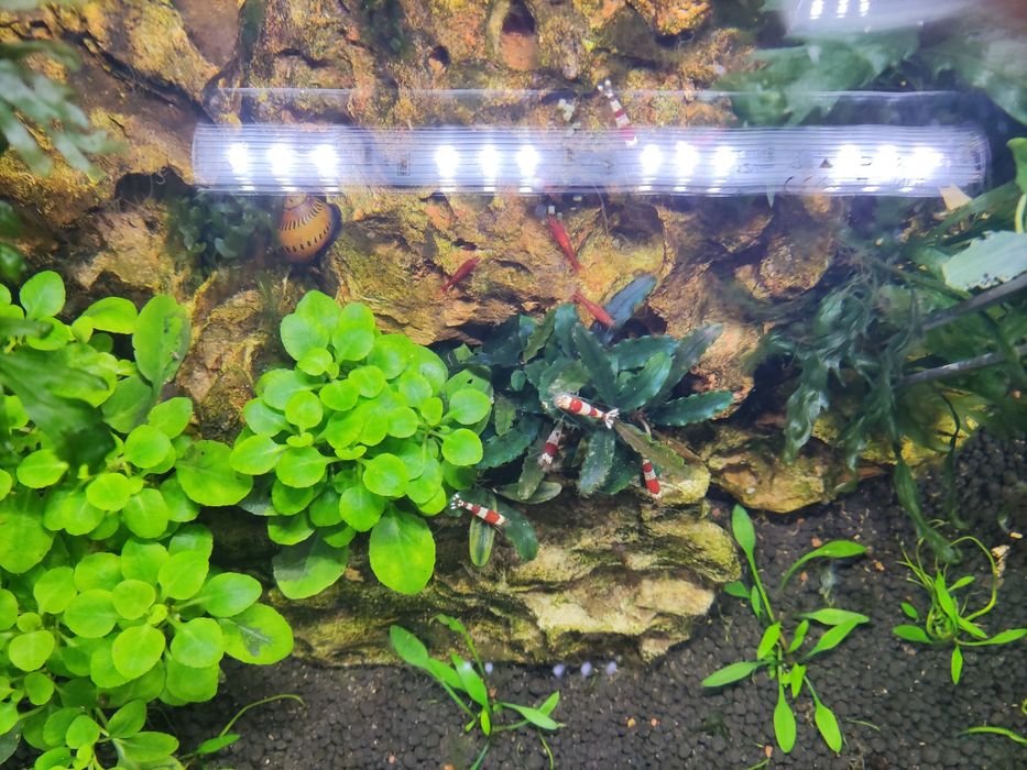 Planta de aquário Bucephalandras