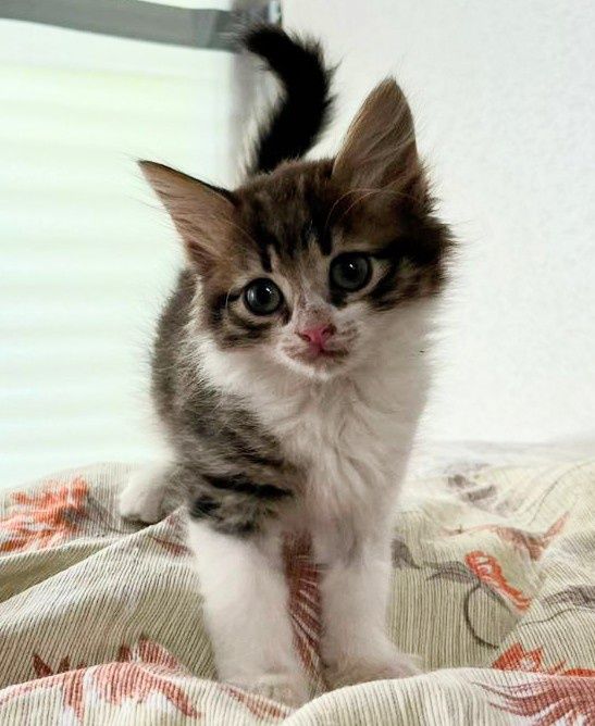 Вінні і Пух кошенята хлопчики 2 міс