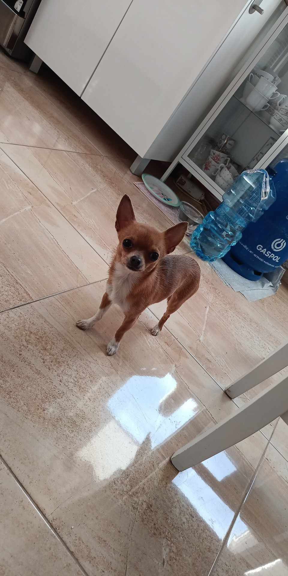 Malunia chihuahua