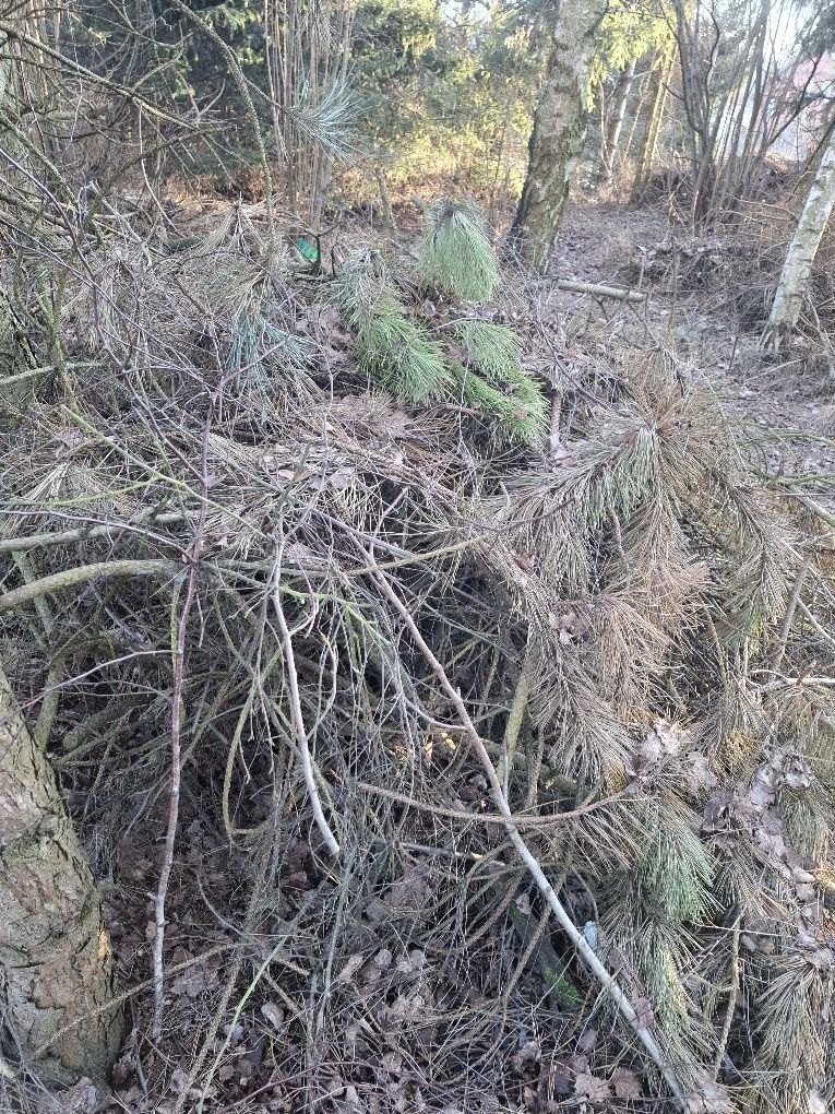 Oddam chrust i gałęzie za darmo.