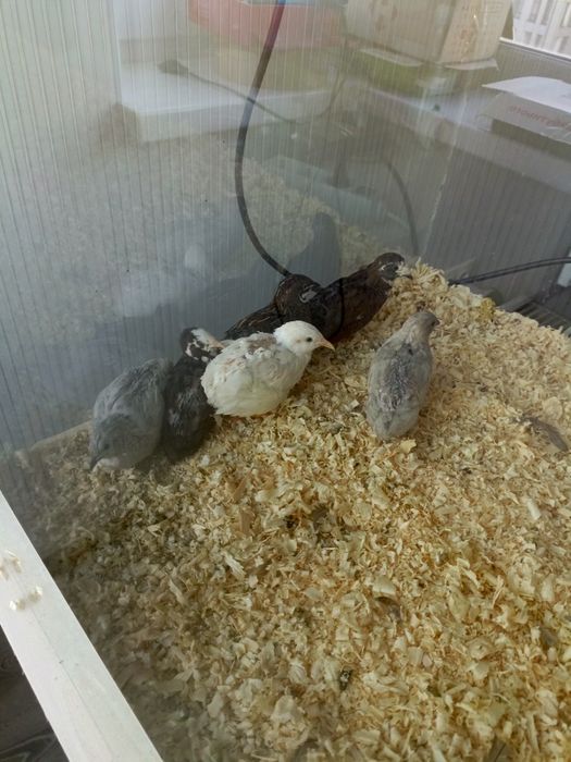 Тераріум великий