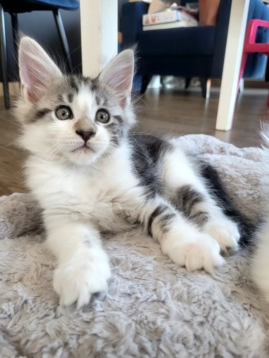Kotek EROS Bagheera Pl Maine Coon