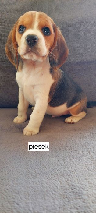 BEAGLE maluszek-