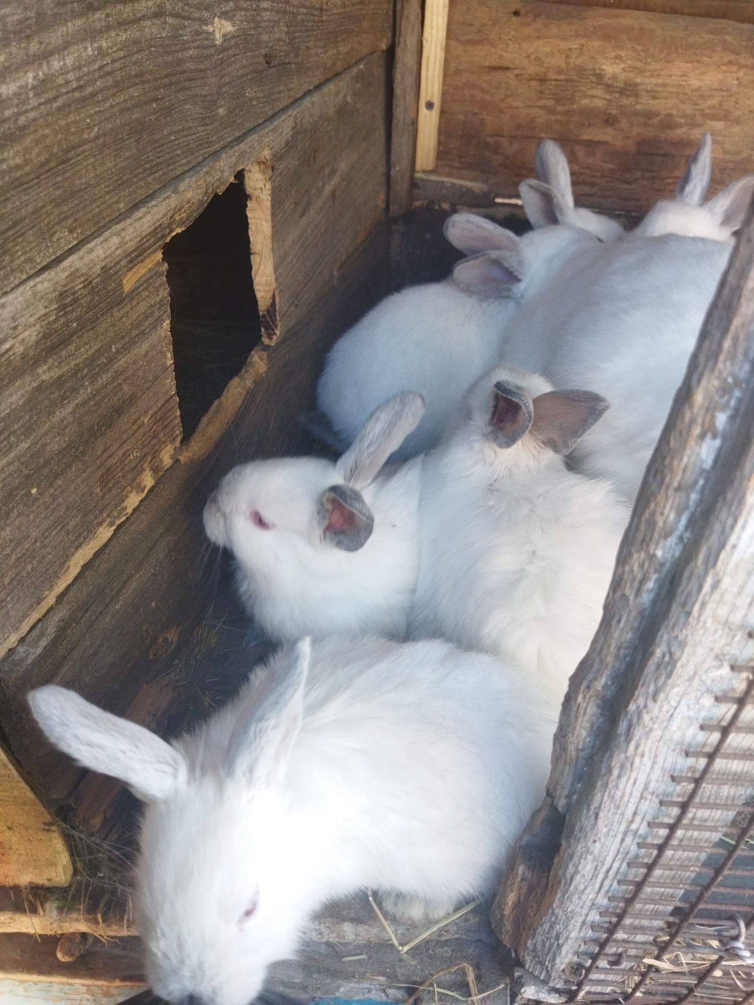 Кролики на продаж
