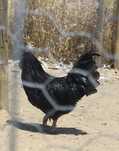 Galo Ayam cemani