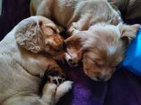 Cocker Spaniel Angielski - pełny rodowód
