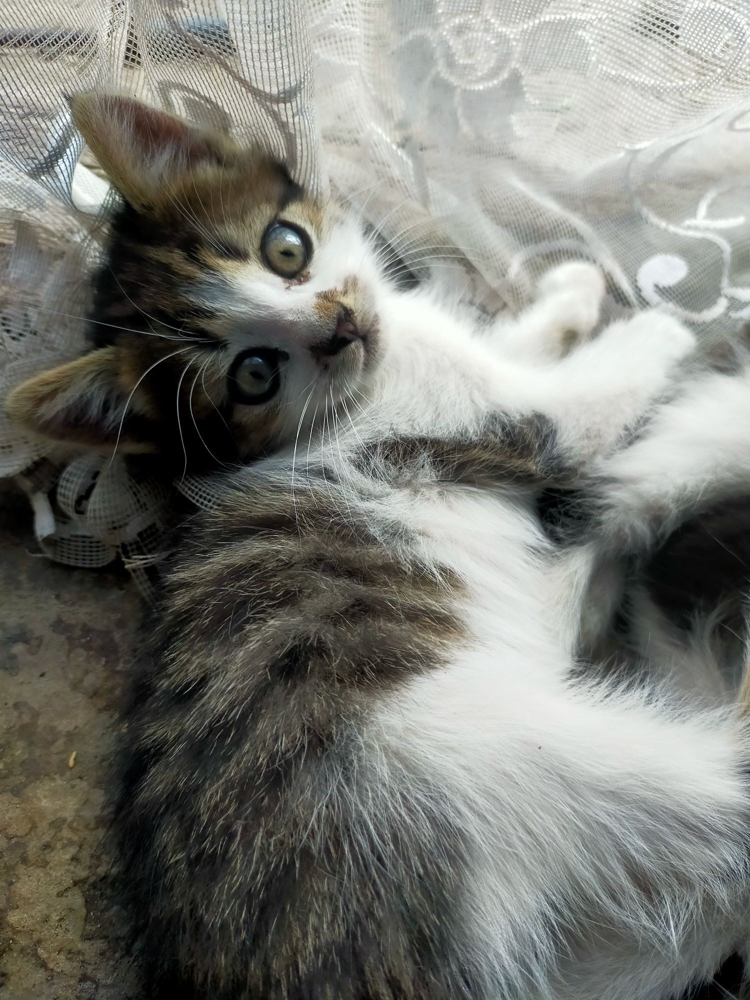 Кошенята подарую