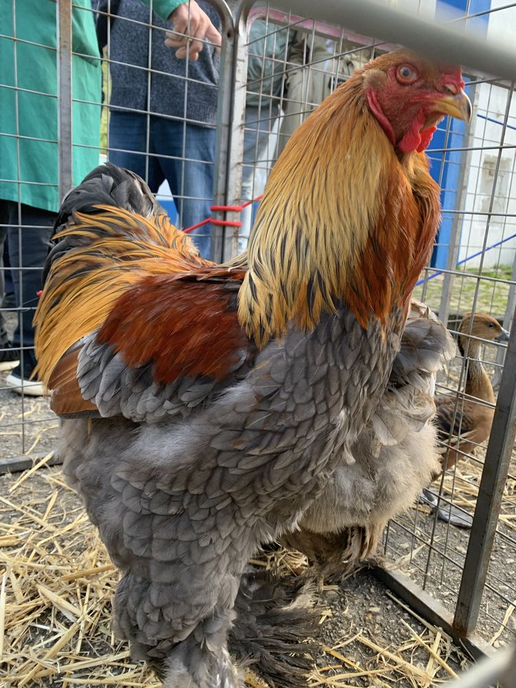 Ovos de Aves Ornamentais de galinhas  Brahmas várias mutações