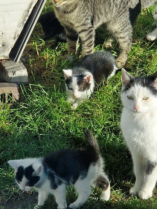 Mam do oddania sześć uroczych małych kotków.