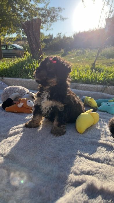 Caniche  toy linda menina