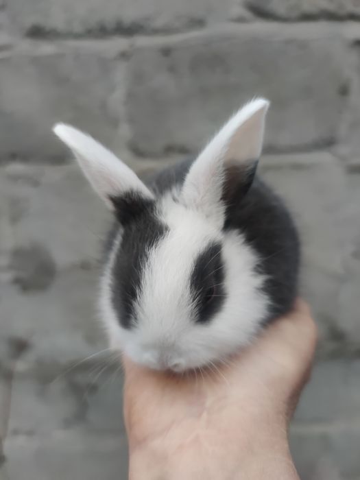 Декоративні кролики