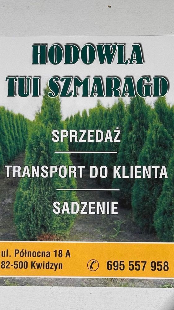 Tuja Szmaragd  100-120cm.