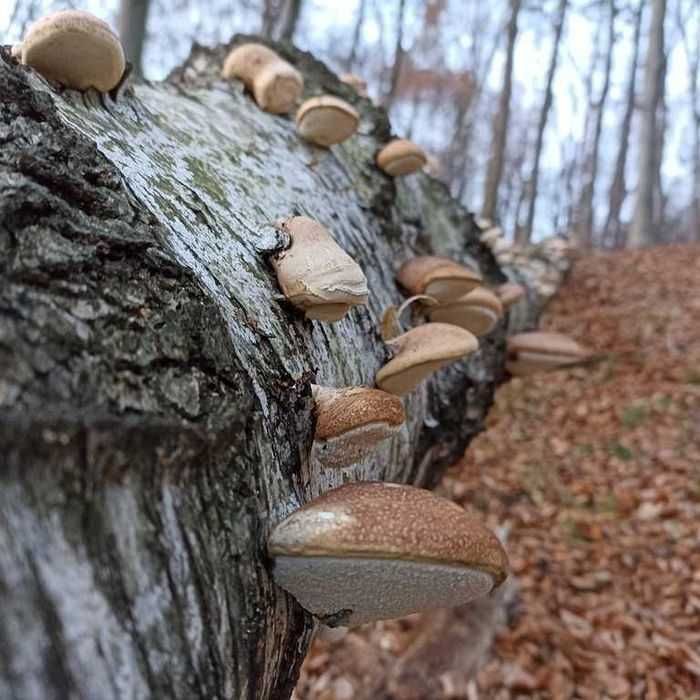 Białoporek brzozowy z Bieszczad 300g