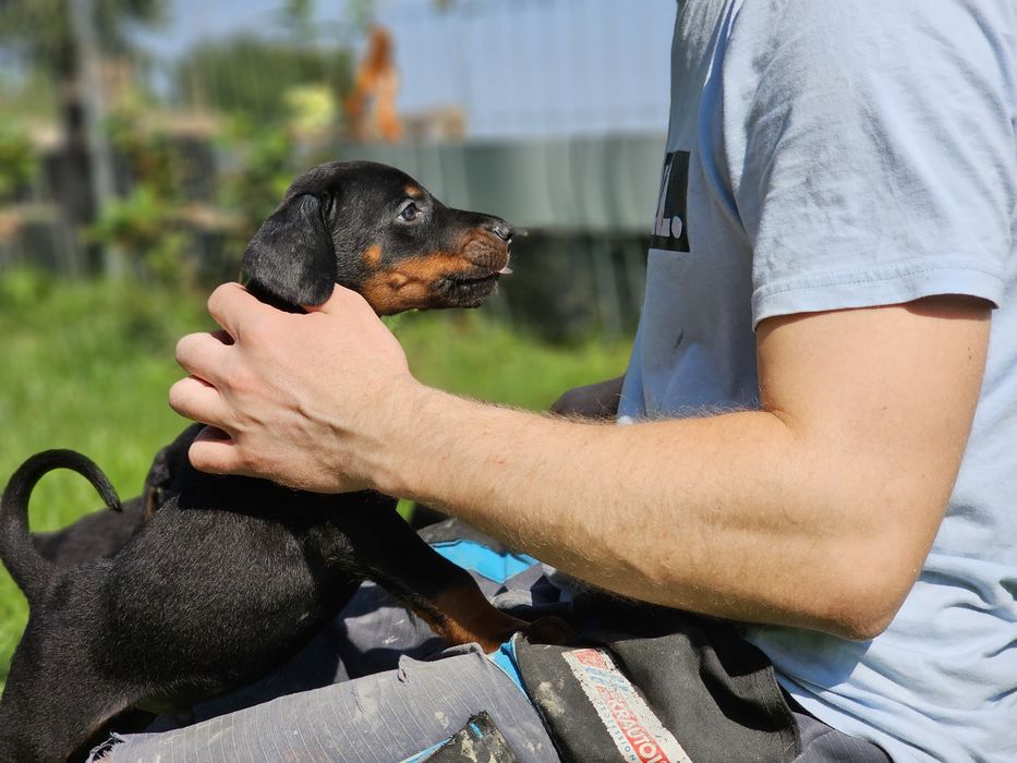 Doberman suczka Morgana