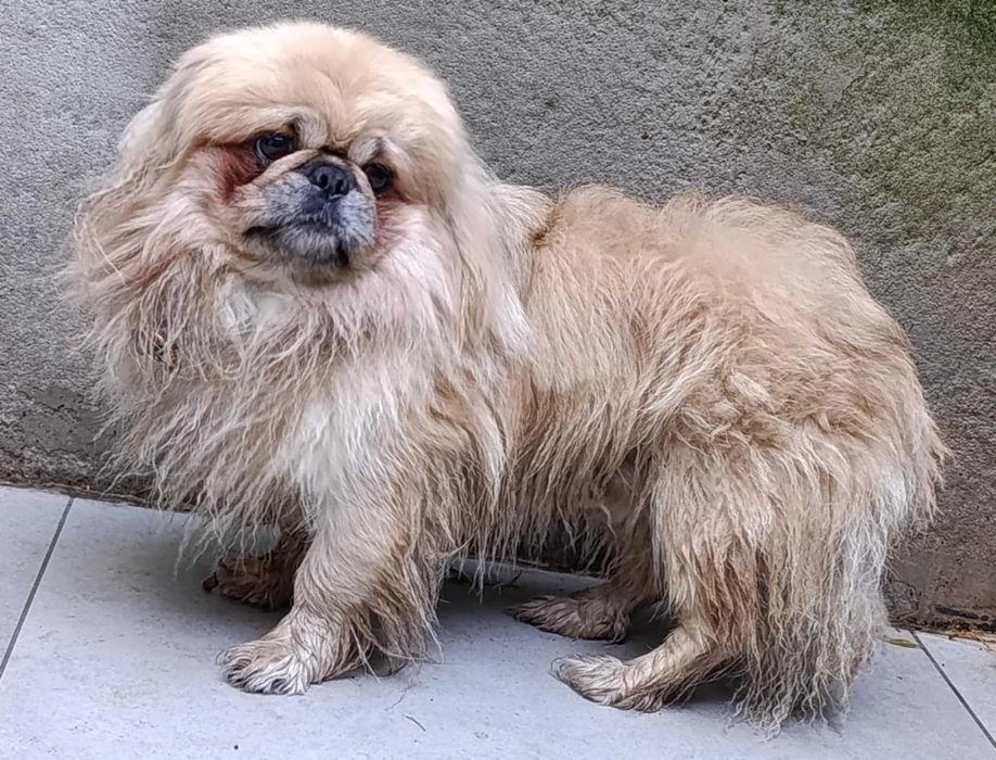 Pekińczyk wyjatkowy pies dla osoby znającej wymagania ras Belchatów