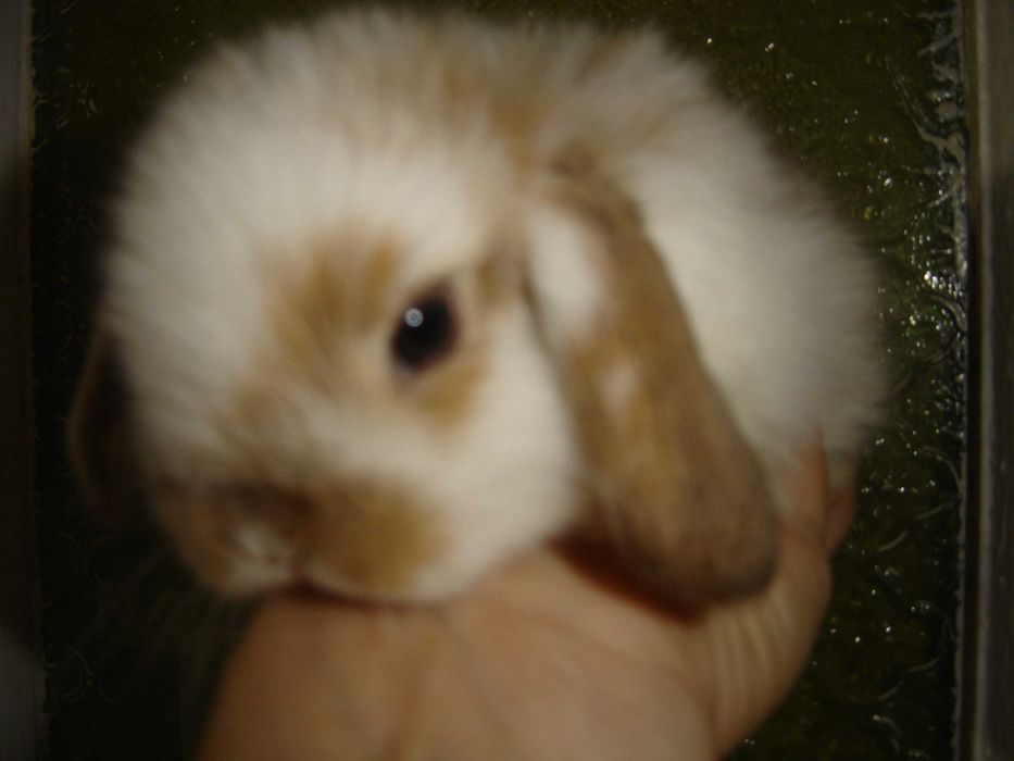 КРОЛИКИ - МИНИ. Домашние. Ручные. Красивые. Разные. Есть - КЛЕТКИ.