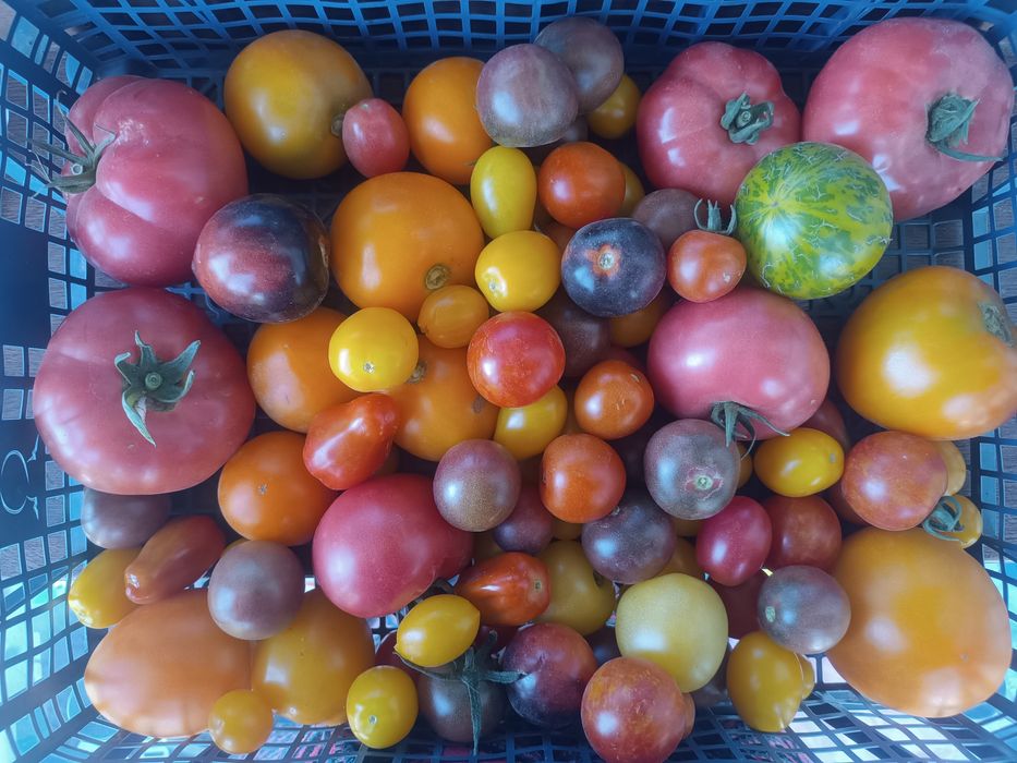 Pomidory bezpośrednio od rolnika uprawiane na oborniku dostawy RWS