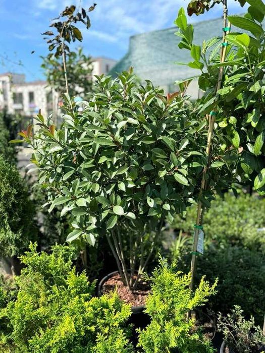 Рослини для ландшавного дизайну. Грунти, кора соснова. Добрива, ЗЗР.