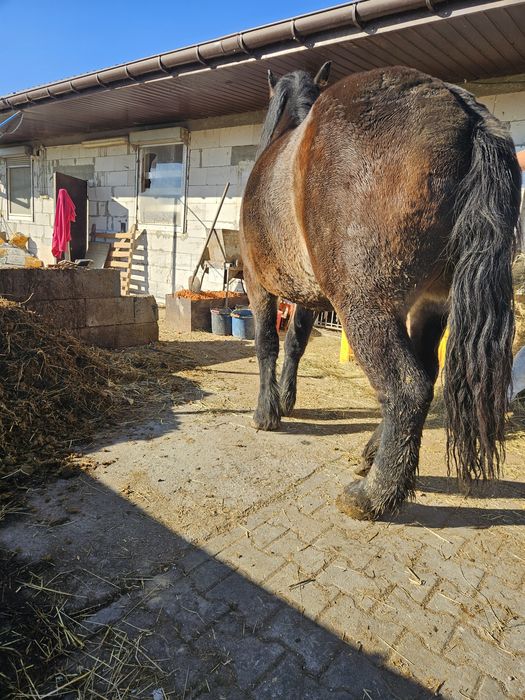 Sprzedam lub zamienię klacz