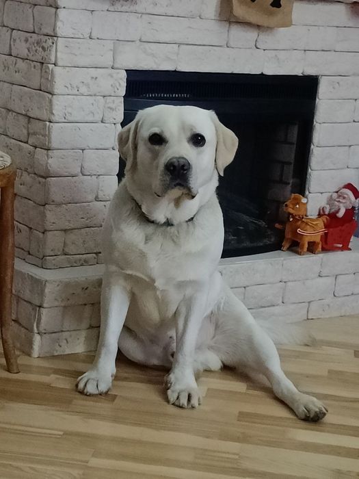 Лабрадор шукає подругу