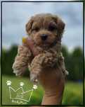 Maltipoo maltidodle  red toy pudel badania wyprawka
Suczka