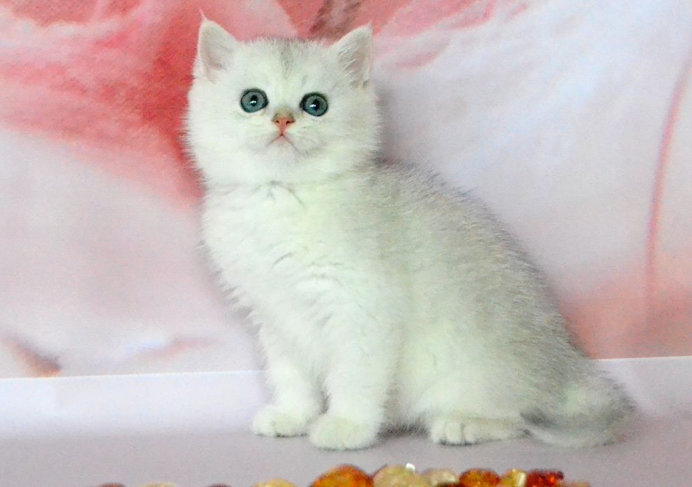 Суперовые клубные котята серебристая шиншилла