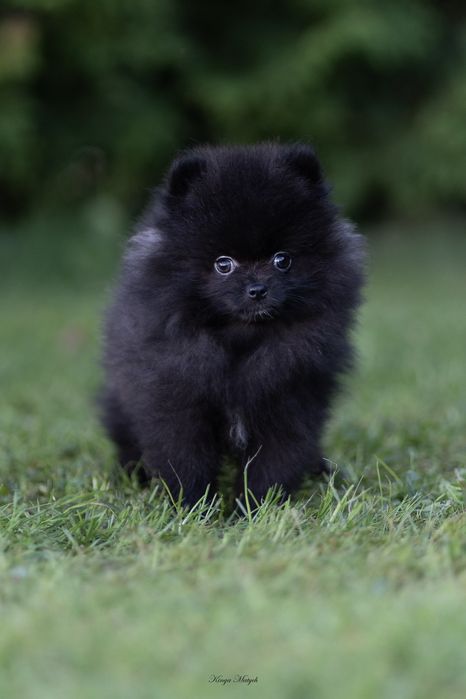 Cudny chłopiec szpic miniaturowy pomeranian /badania genetyczne/wypraw