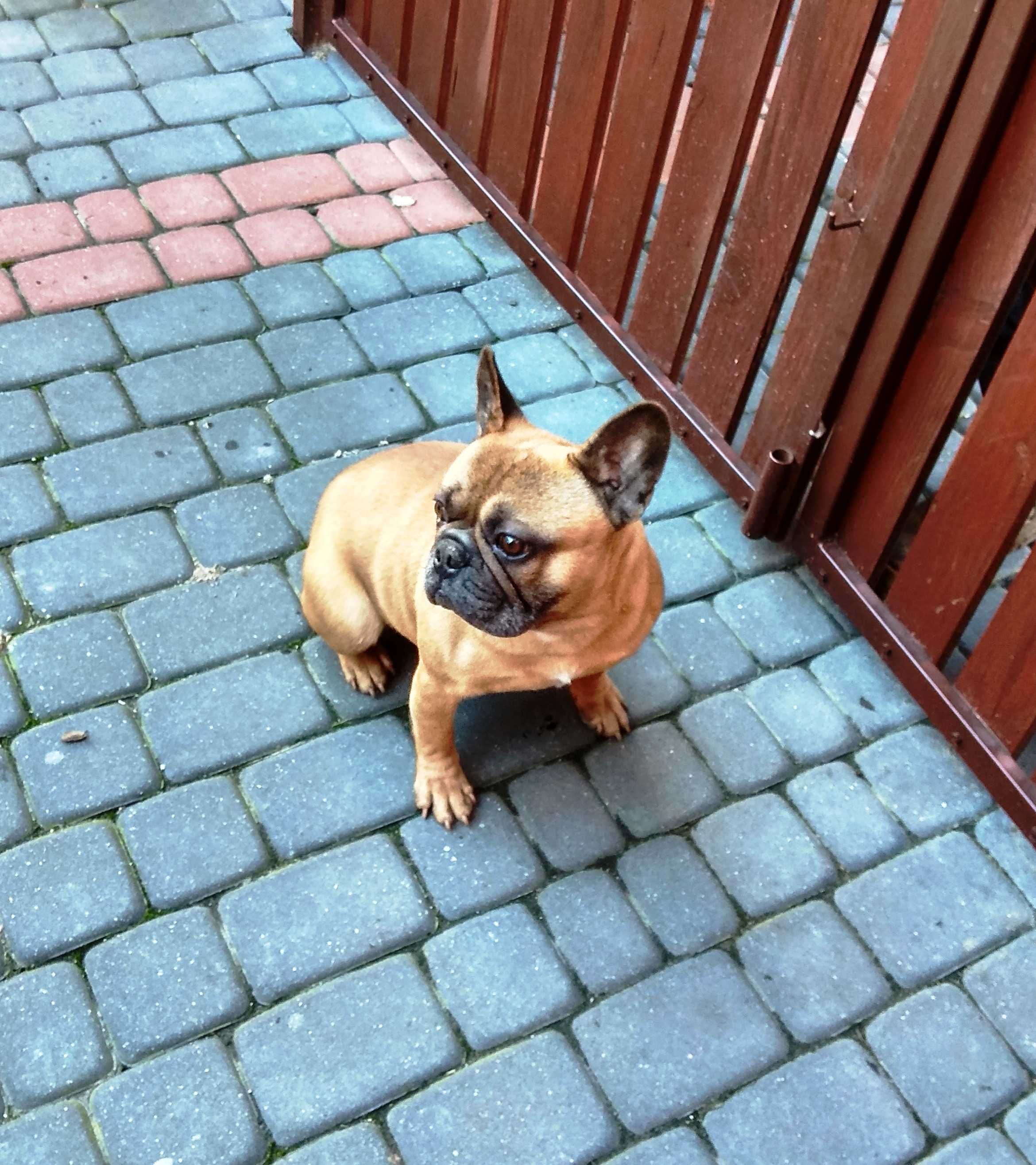 Buldog francuski suczka