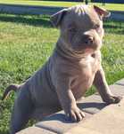 American Bully Pocket Piękna Lillia