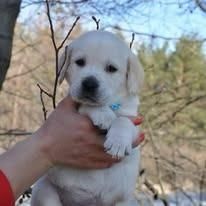 Лабрадор ретривер. Щенки с документами