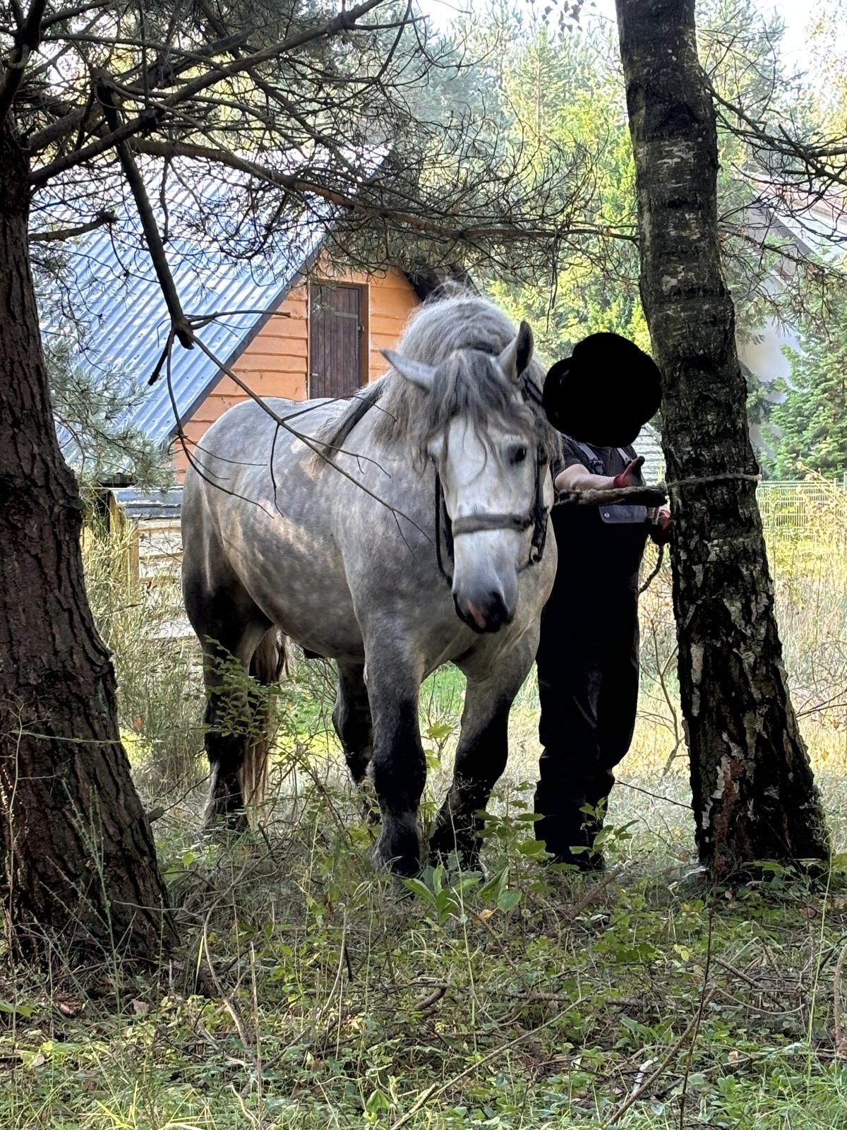Ogier, siwy  szpak