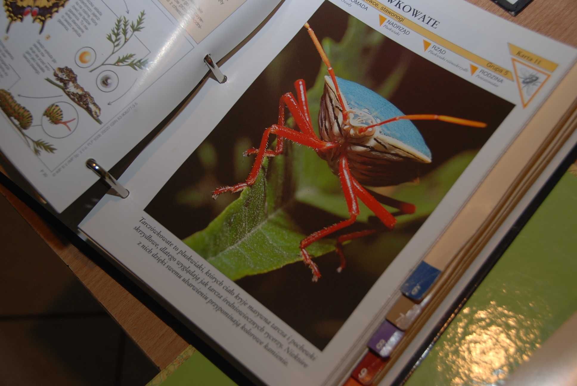 Kolekcja Encyklopedia zwierząt od A do Z 3 segregatory i Blisko Świata