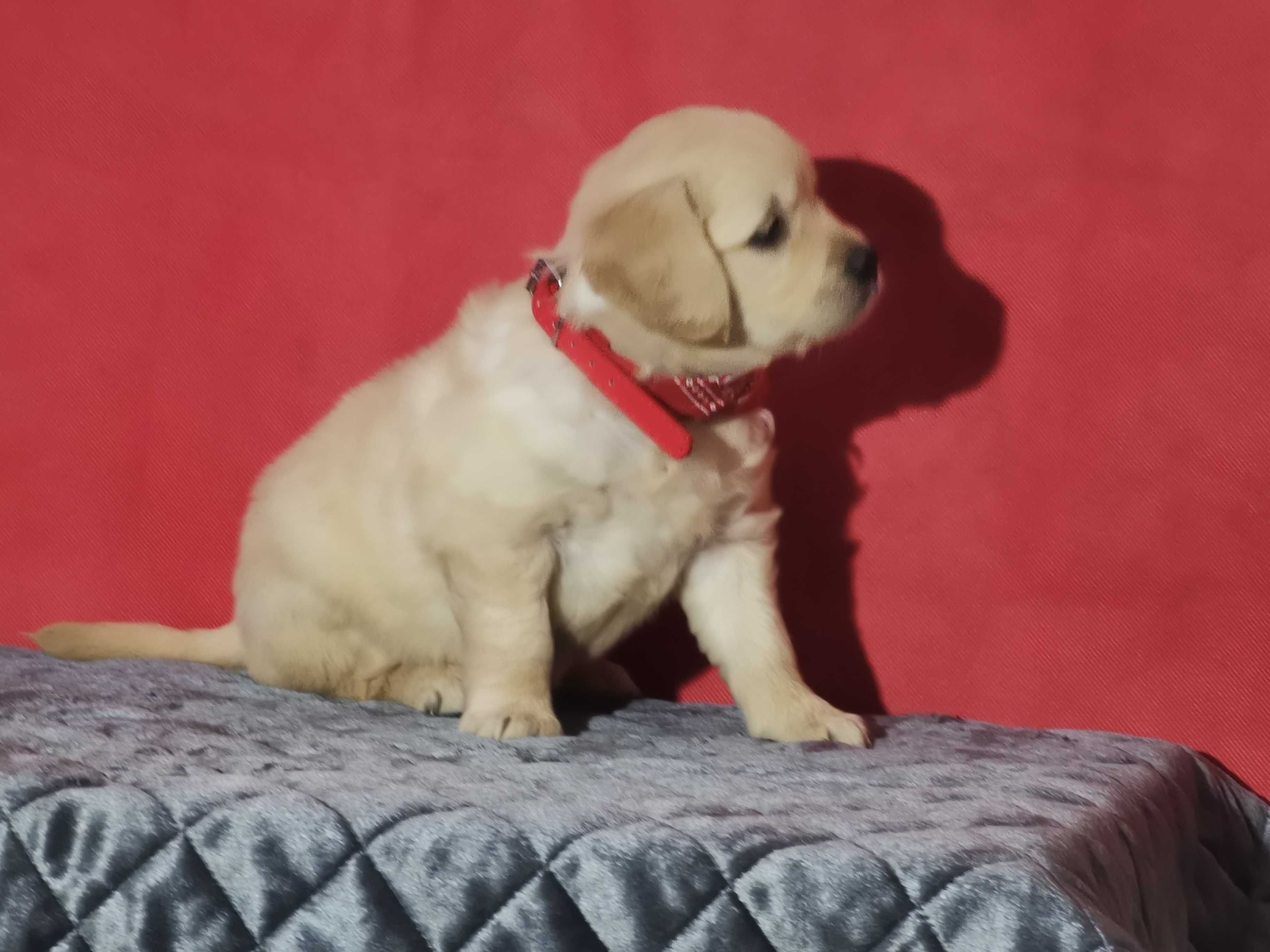 Golden retriever złota suczka