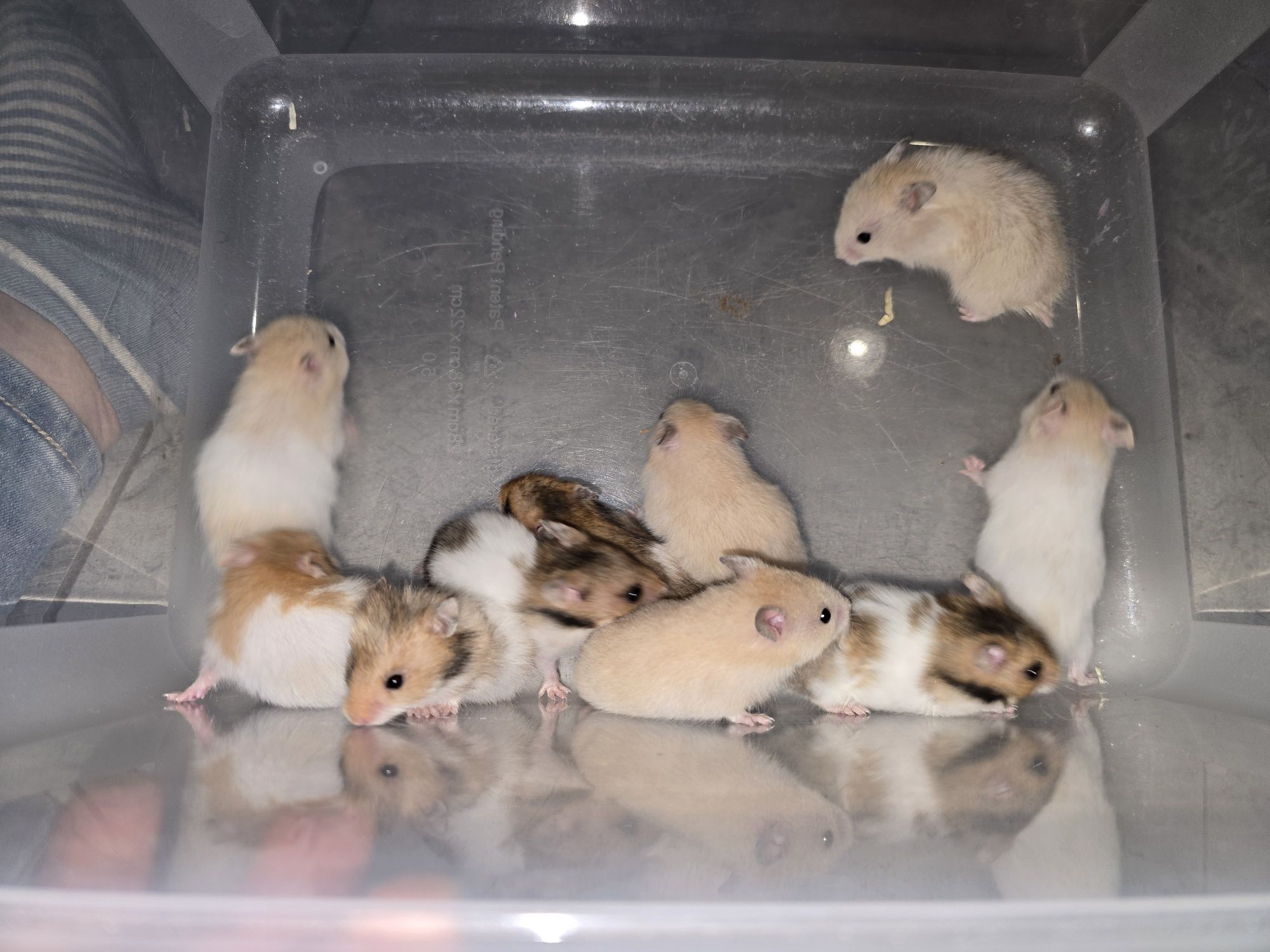 Chomiki syryjskie Mesocricetus
auratus